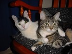 Rocky&Harley06 (2)