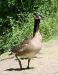 two-headed goose