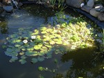 pond.JPG