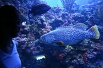 Maui Ocean Centre