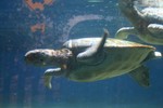 Green Sea Turtles at The Maui Ocean Centre