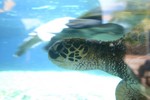 Green Sea Turtles at The Maui Ocean Centre