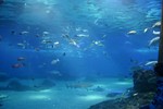 Maui Ocean Centre