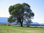 arbutus.jpg